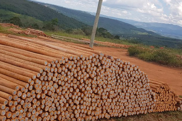 Caibro de Eucalipto Tratado